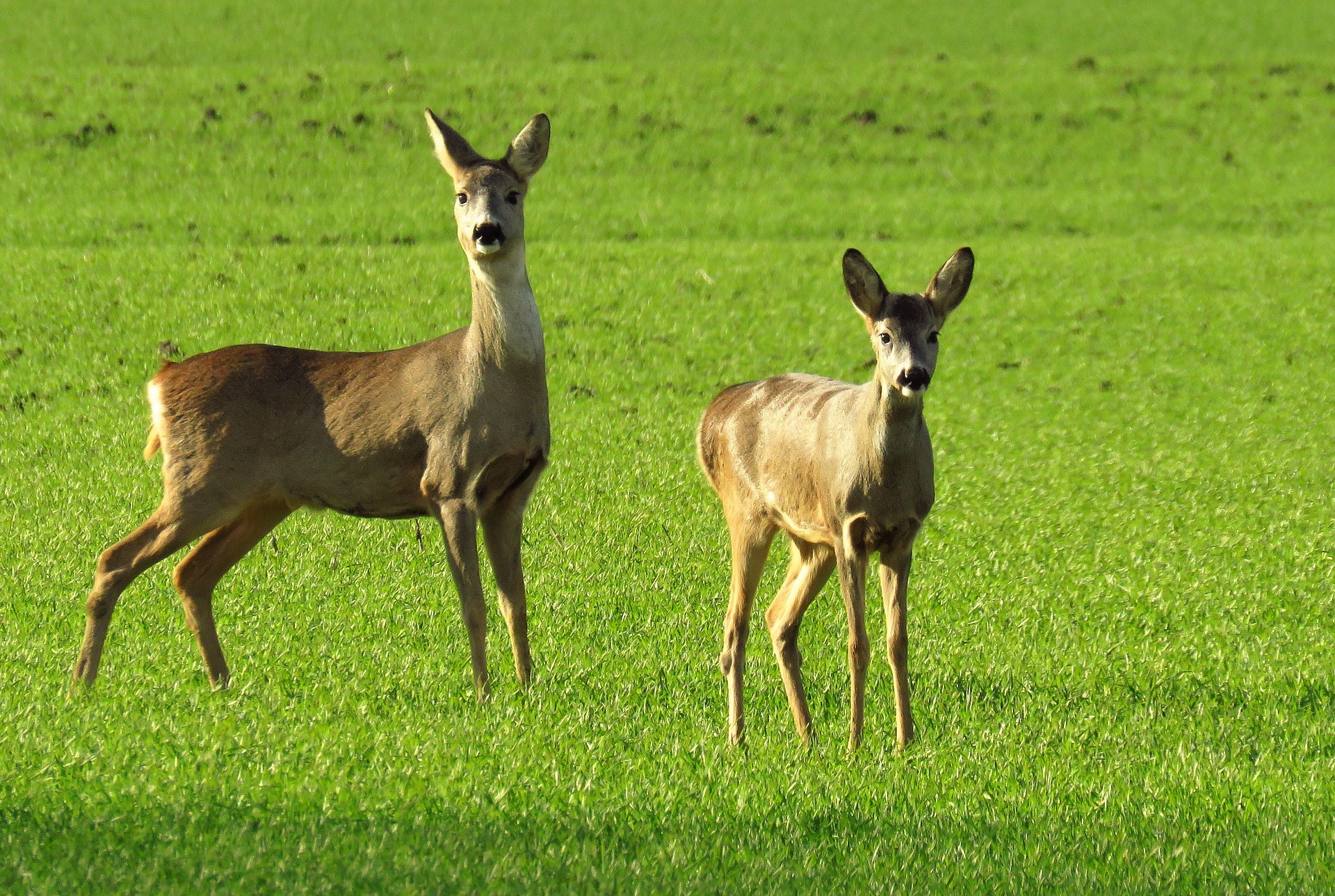 Rehwild Ricke und Schmalreh