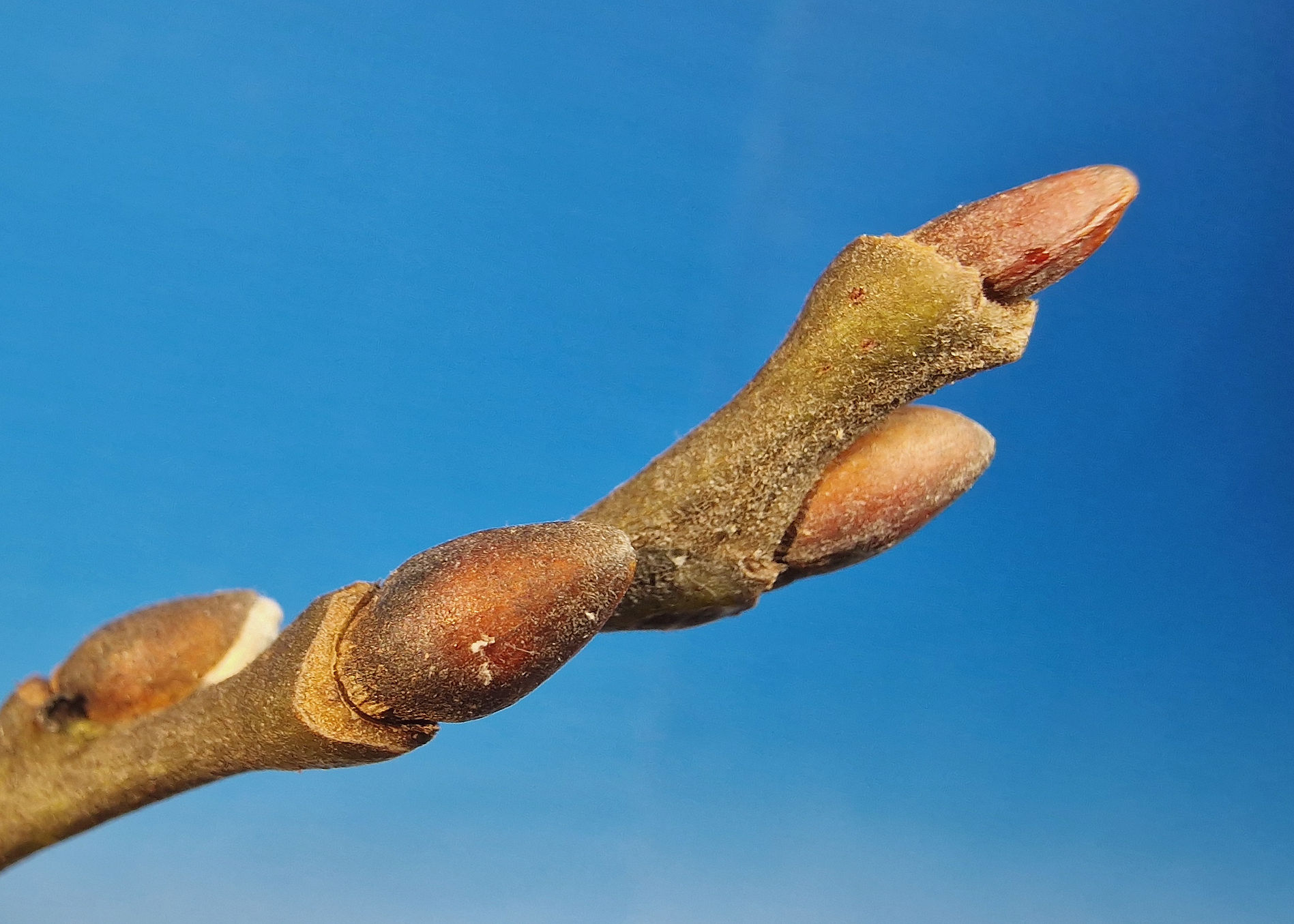 Knospe der Sal-Weide