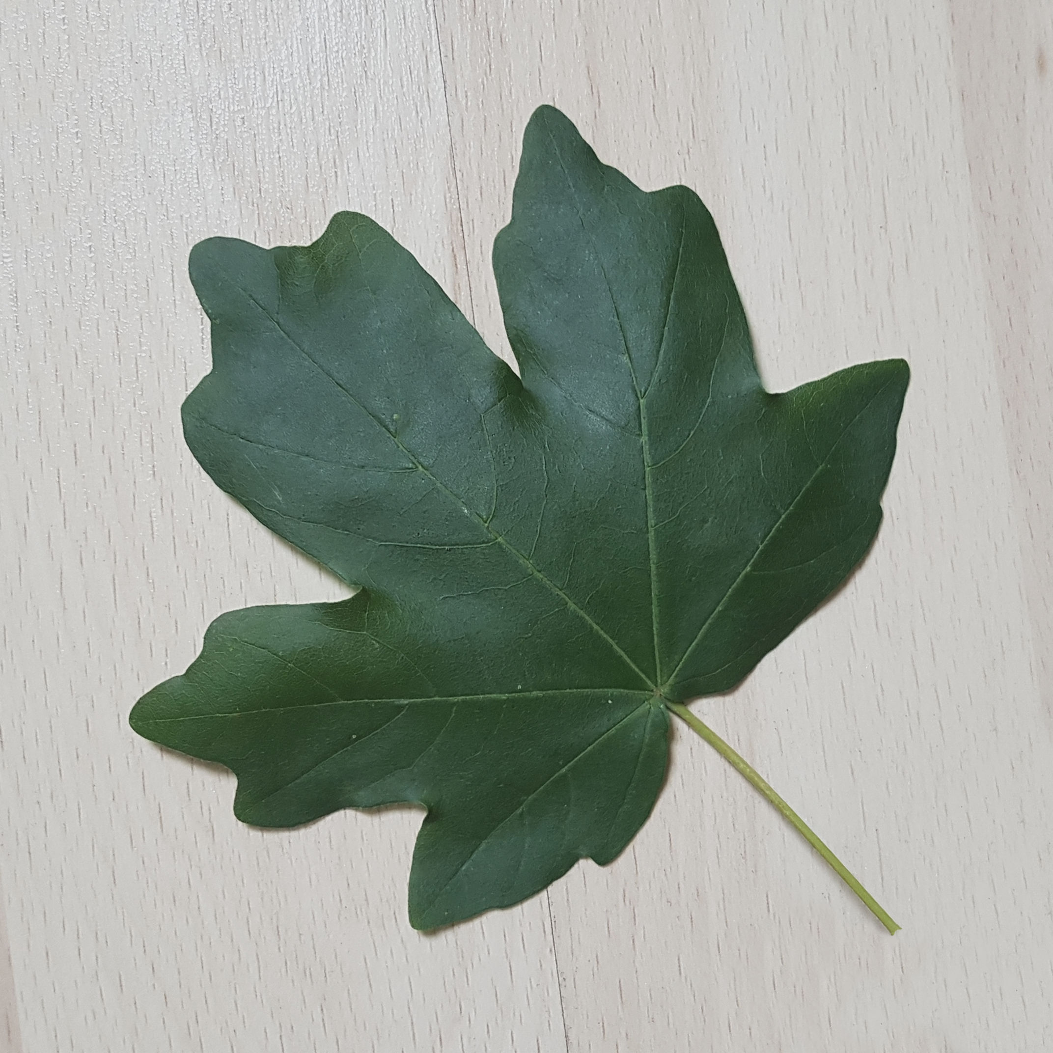 Ahorn-Feld Blatt 20190722_164547