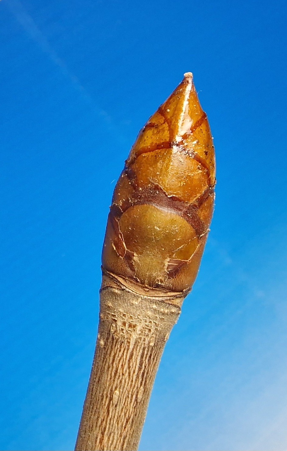 Kastanie-Ross-Gemeine Knospe 20240116_225857