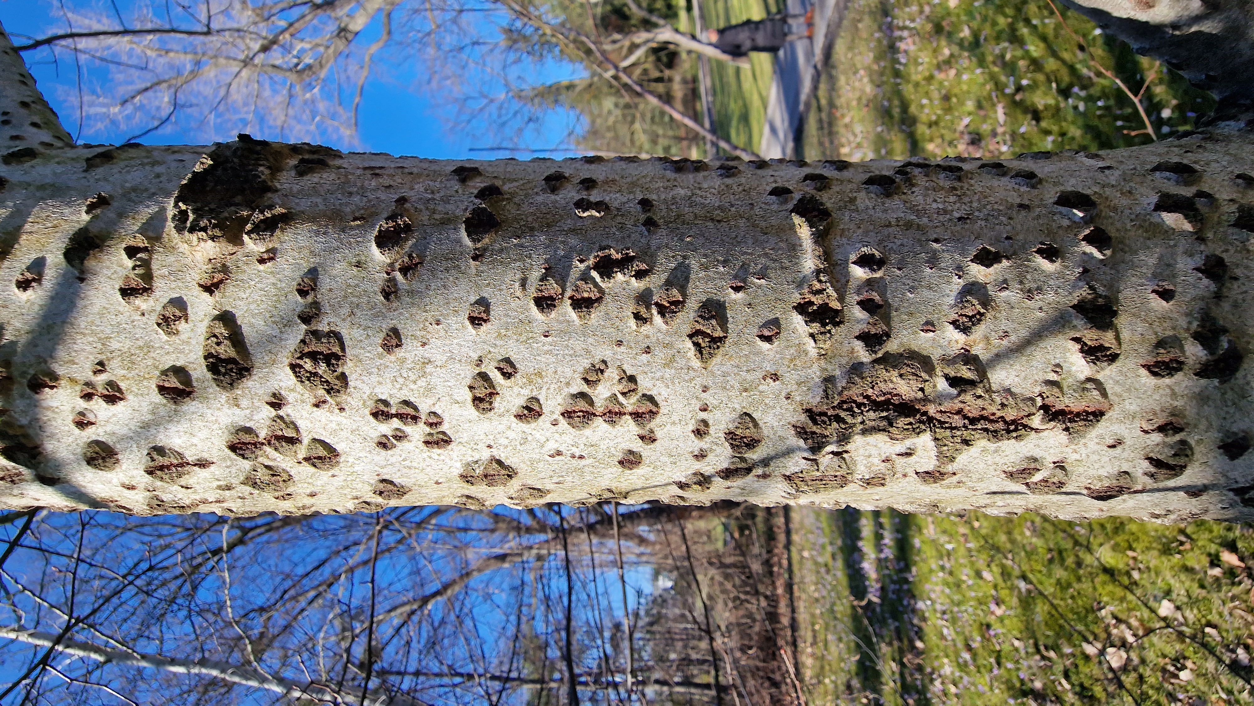 Pappel-Silber Rinde 1 9