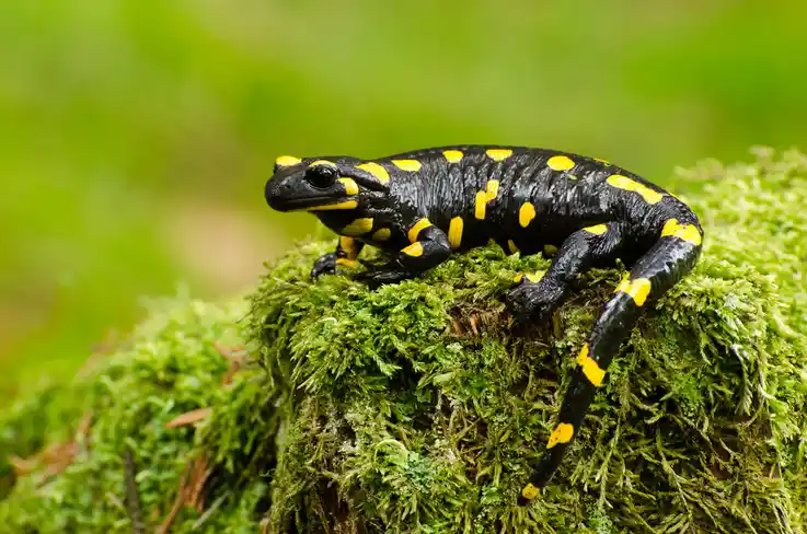 Feuersalamander
