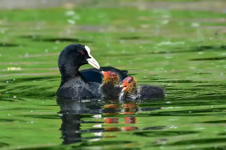 Blässralle mit zwei Küken