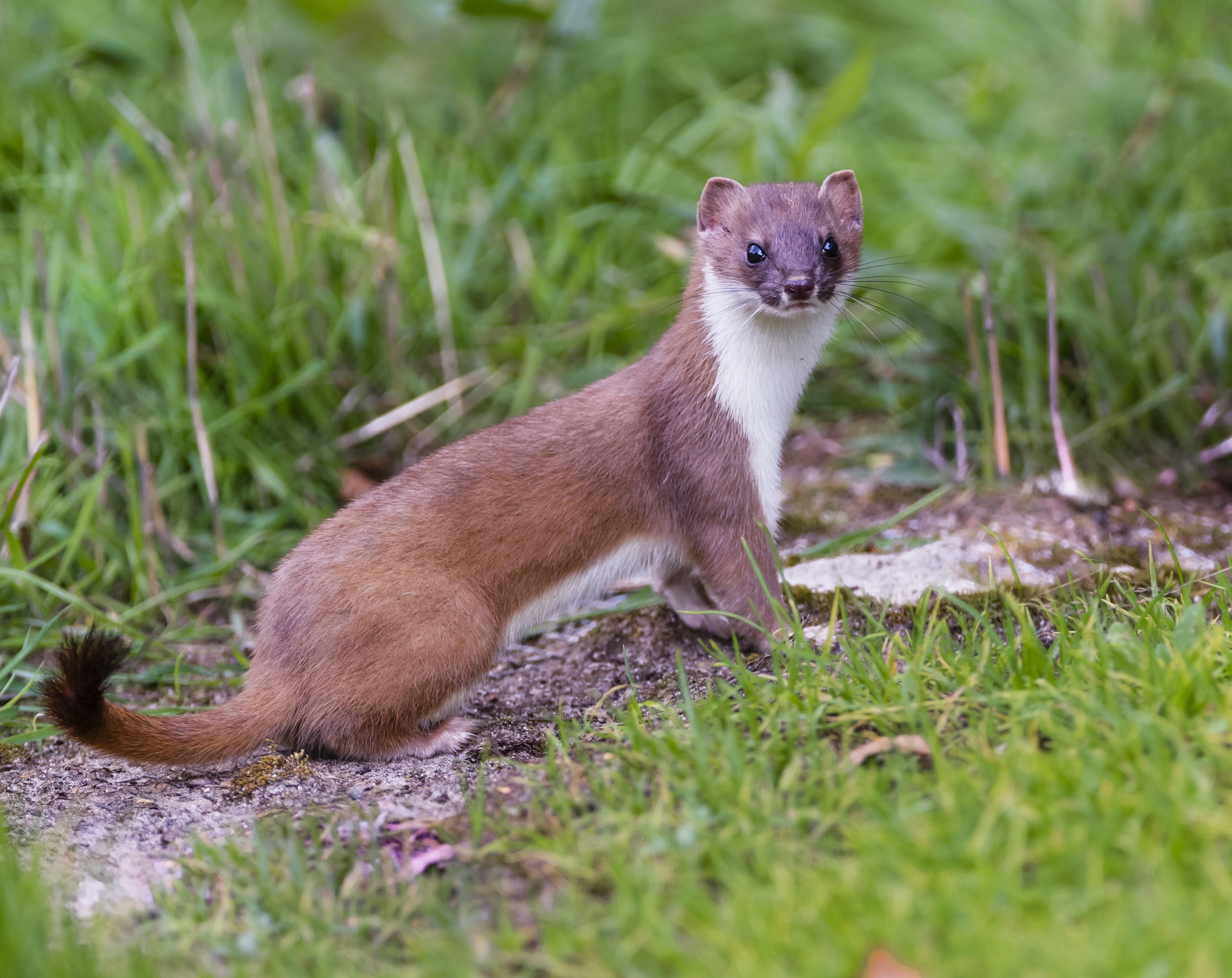 Einf hrung Zum Haar Raubwild Wissen F r Die J gerpr fung