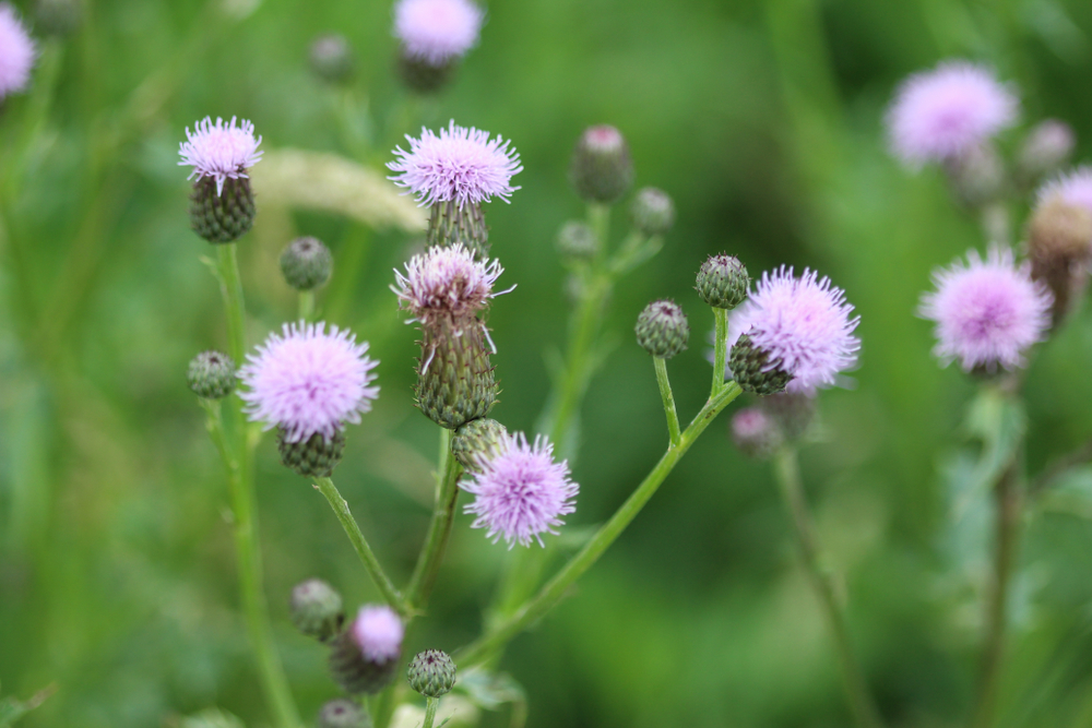 Ackerkratzdistel