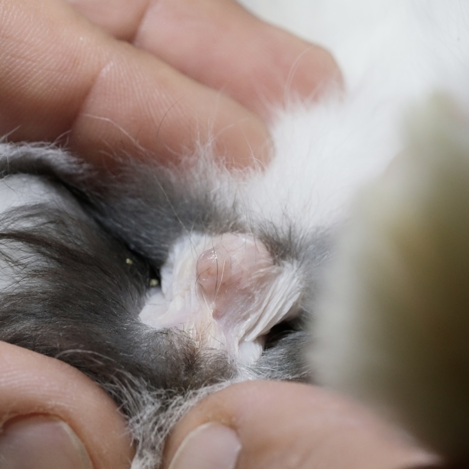 Geschlechtsteile eines Rammlers (schlauchartige Rute mit rundem Loch)