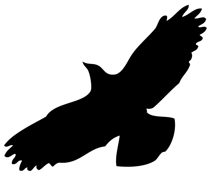 Flugbild Krähe