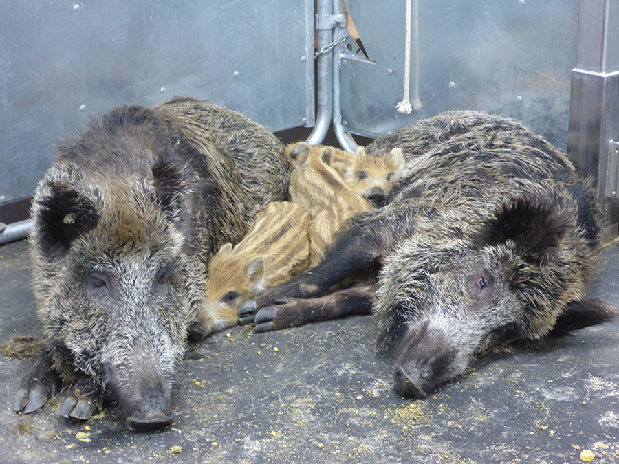 Fieber bei Schweinepest