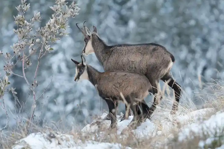 Gamsgeiß mit Kitz im Winterhaar