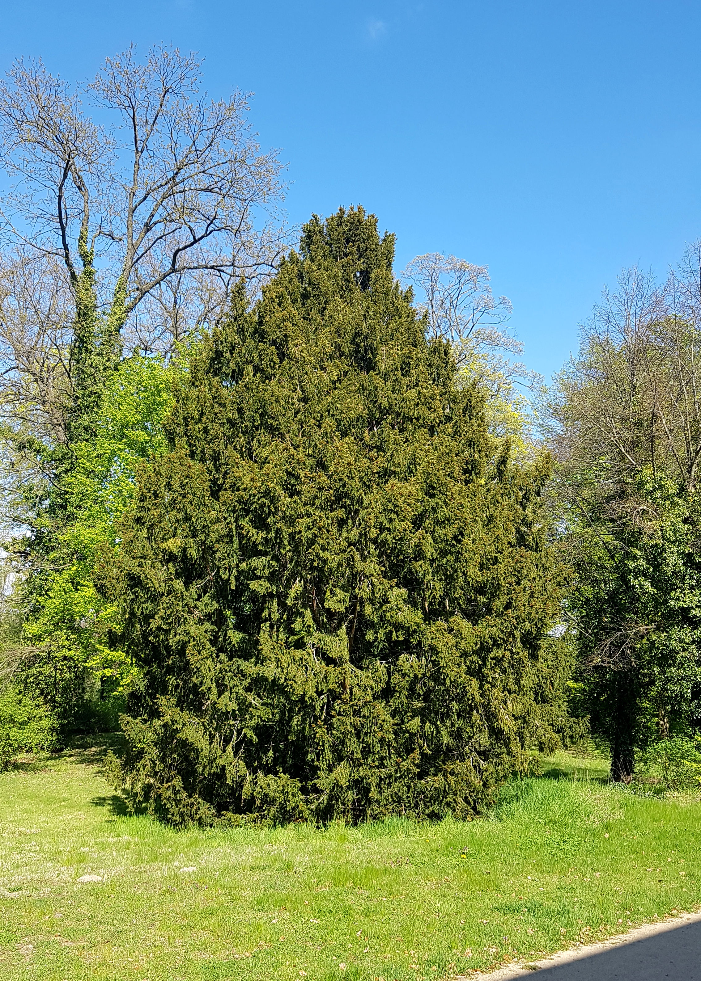 Gestalt der Eibe (strauchartig)