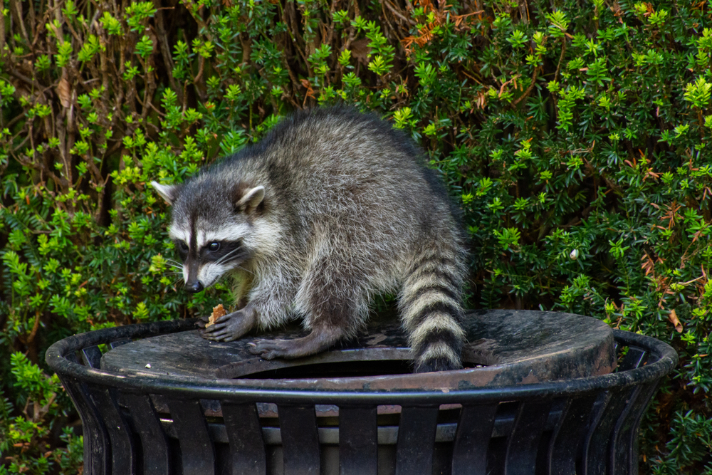 Waschbär Kulturfolger.