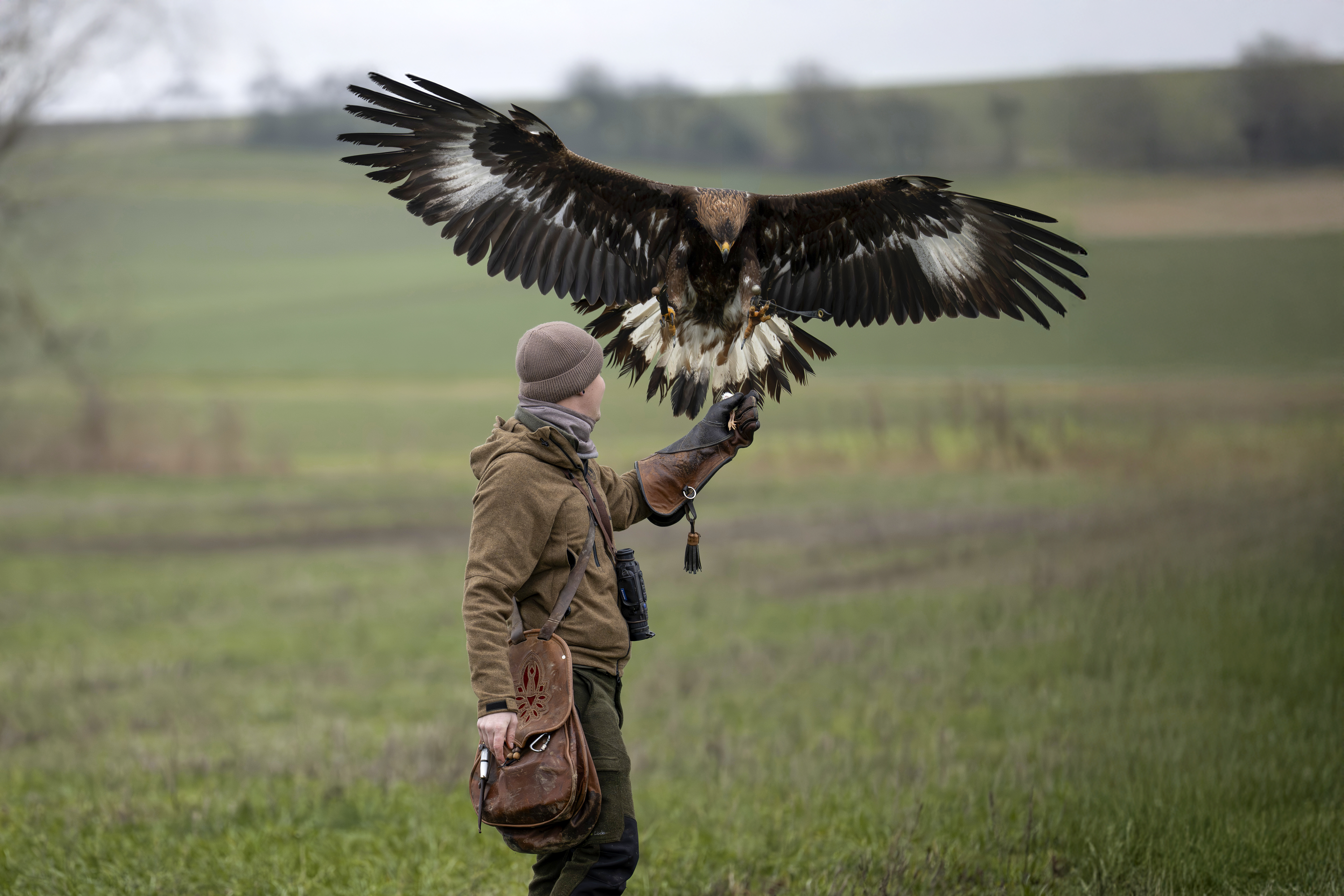 Steinadler landet beim Falkner
