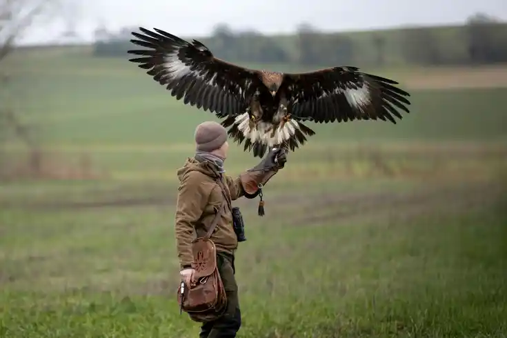 Steinadler landet beim Falkner