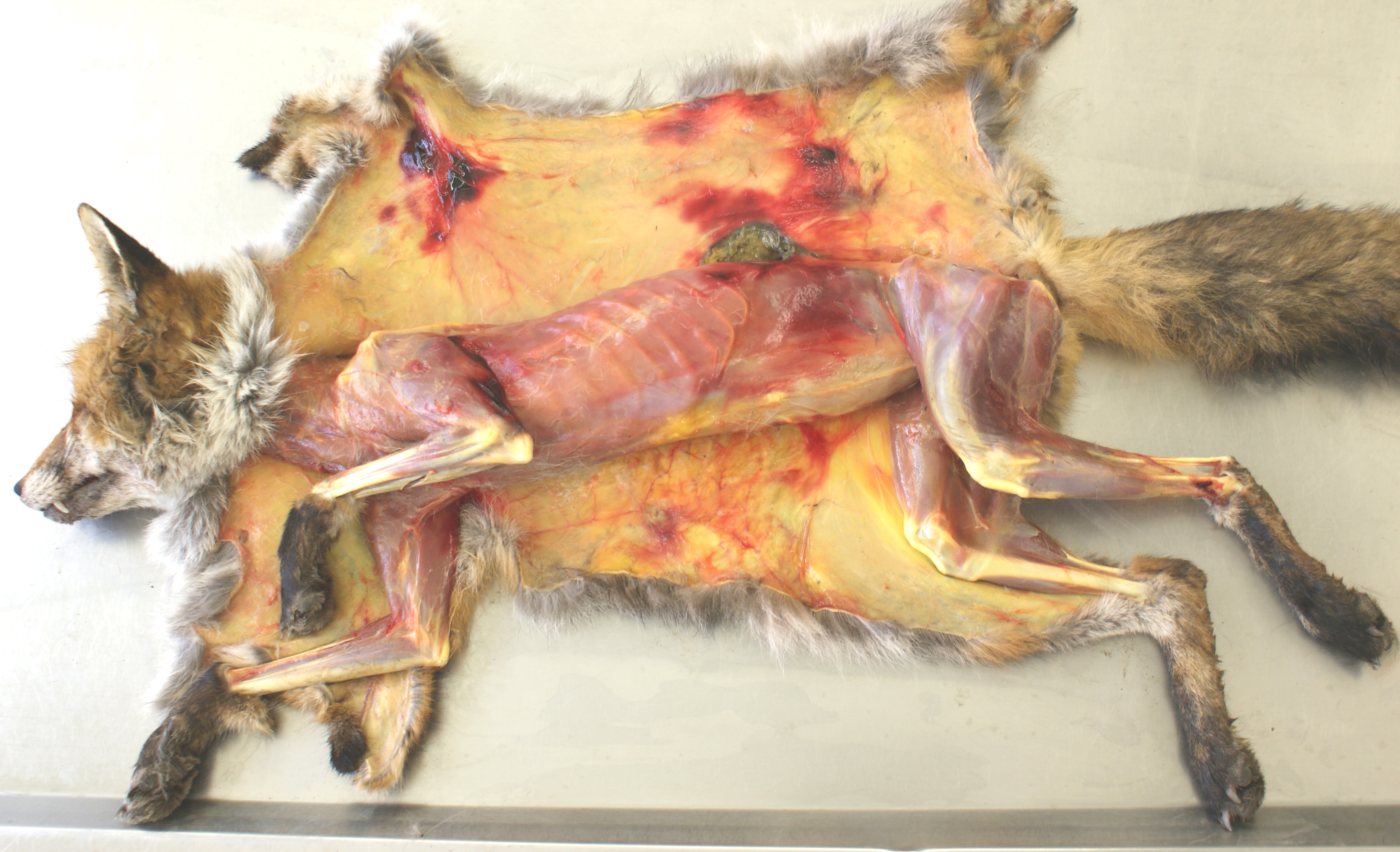 Abgebalgter Fuchs mit Leptospirose