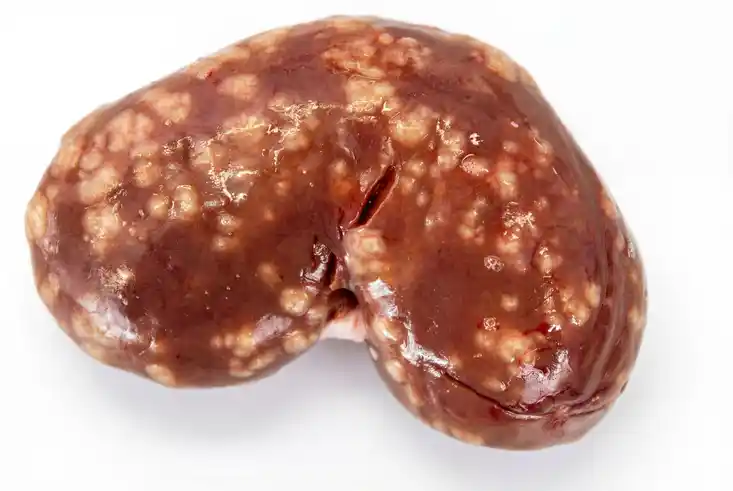 Nagerseuche beim Hasen