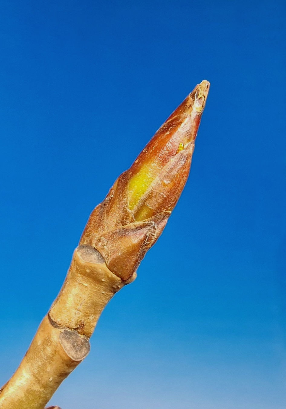 Pappel-Schwarz-Echte Knospe 20240208_222244a