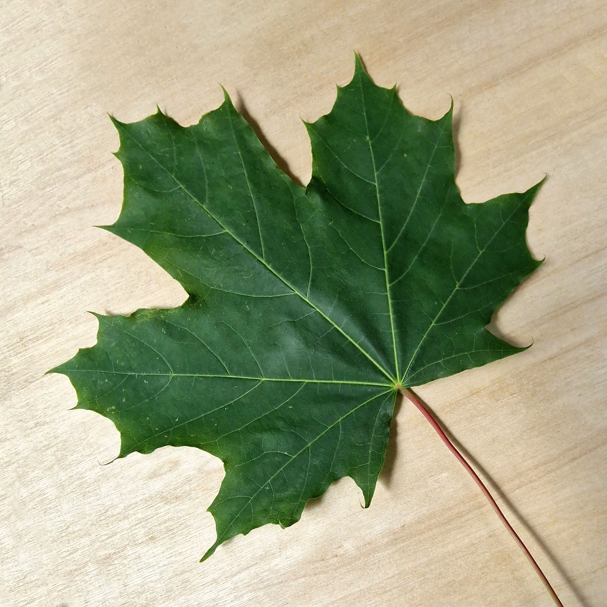 Ahorn-Spitz Blatt 20250622_135916aaa