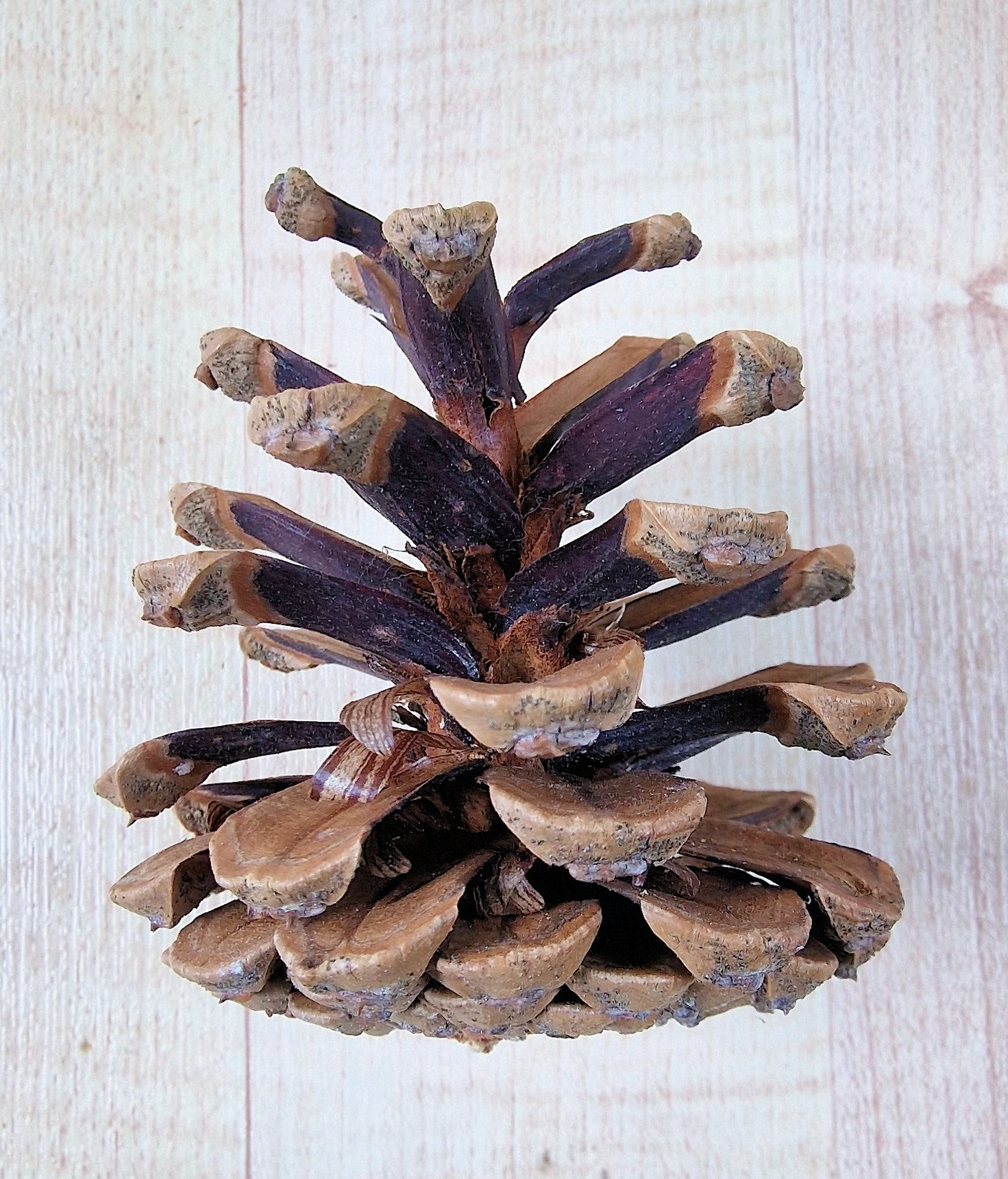 Kiefer-Schwarz Samen 2 Kopie 3