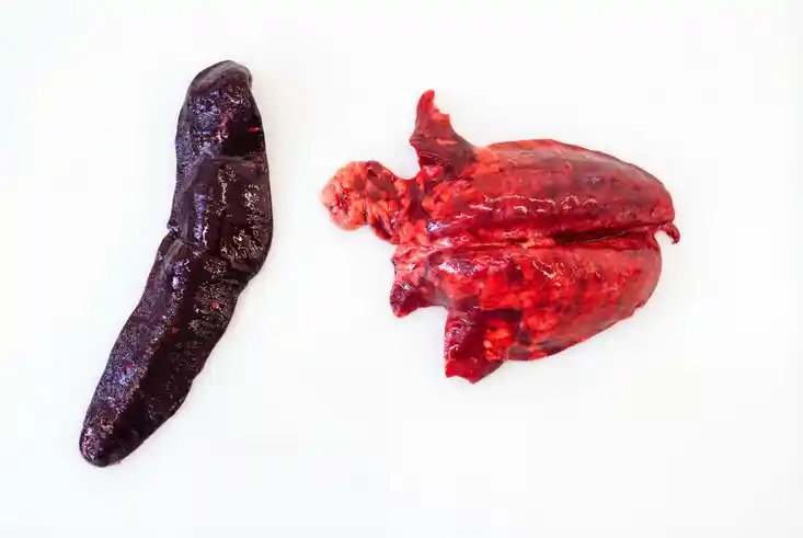 Milz und Lunge eines Frischlings