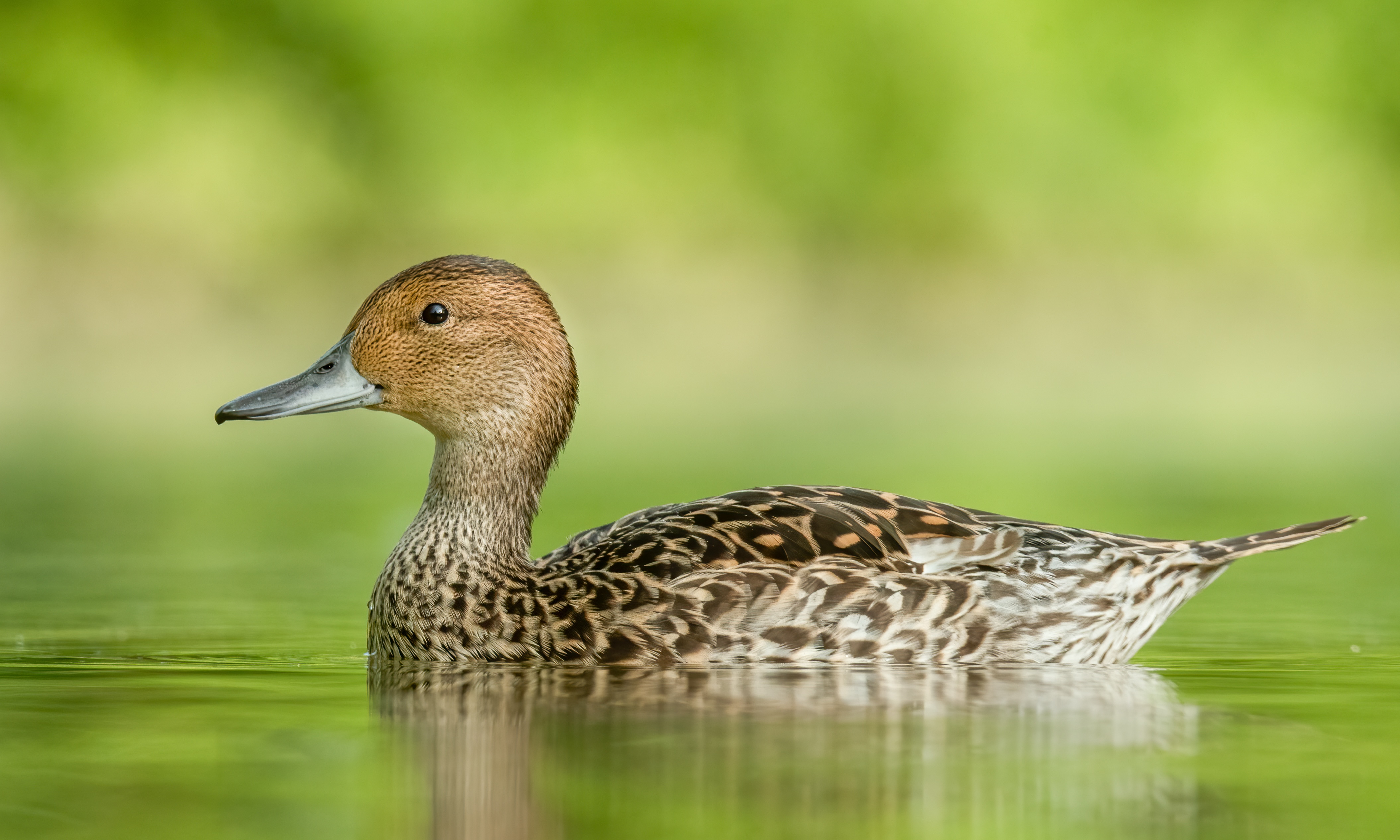 Shutterstock Bild 2028862991