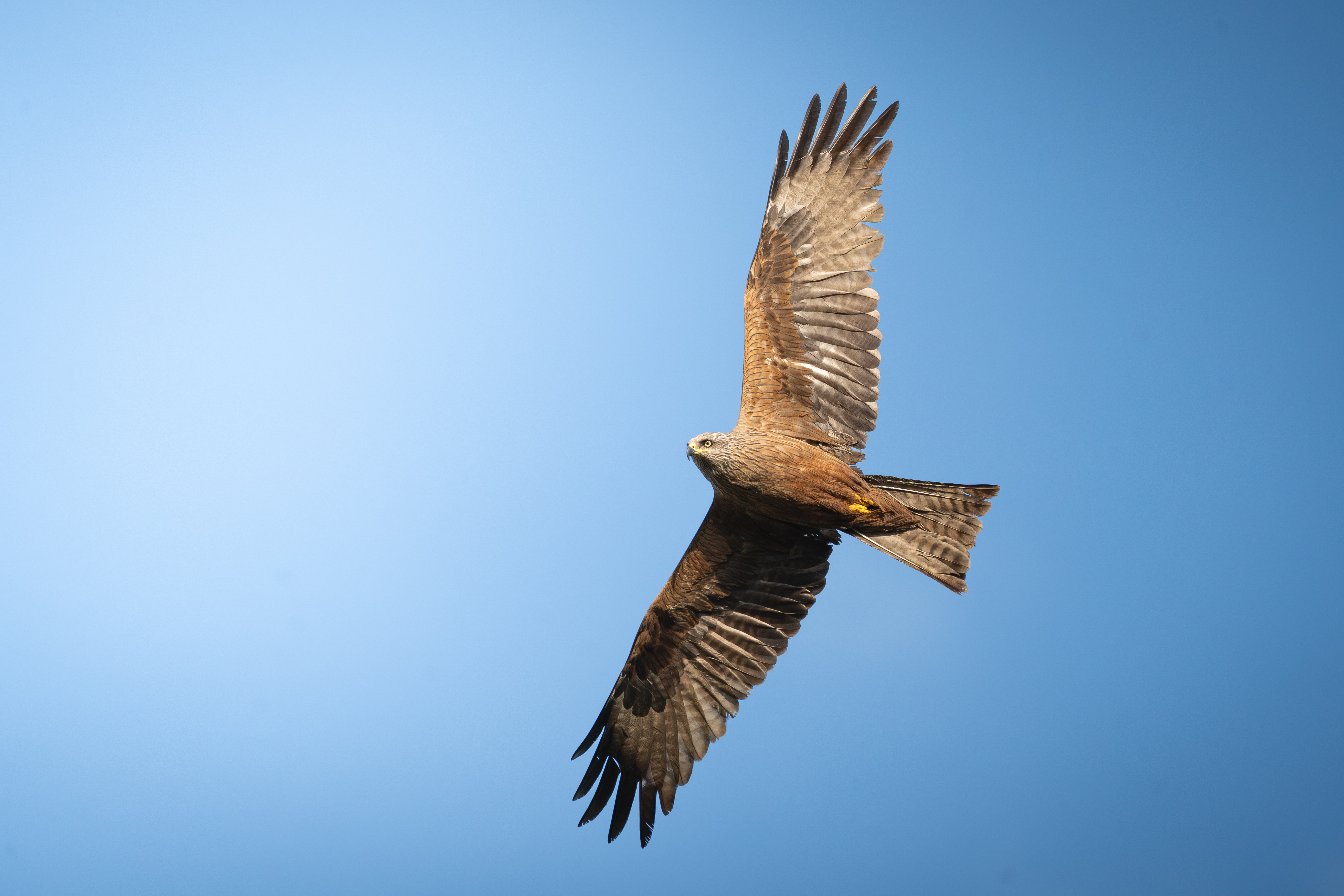 Flugbild Schwarzmilan