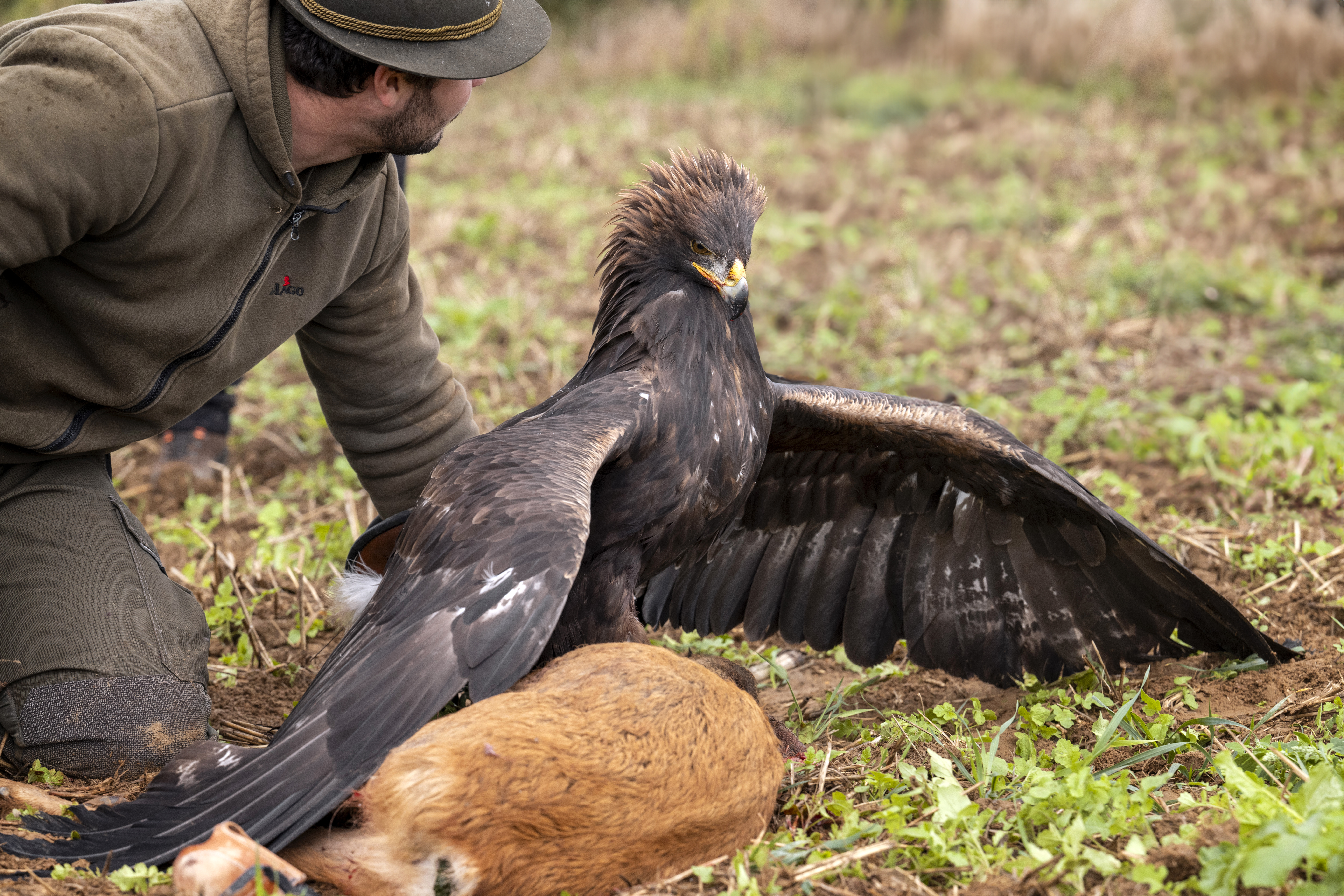 Steinadler beim Manteln