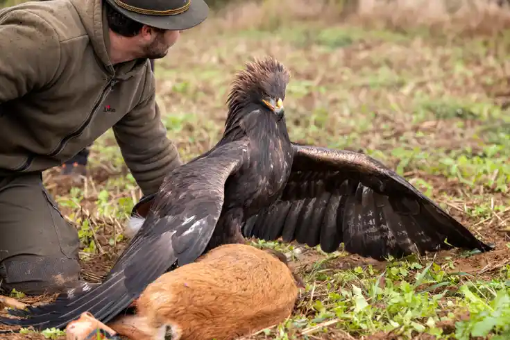 Steinadler beim Manteln
