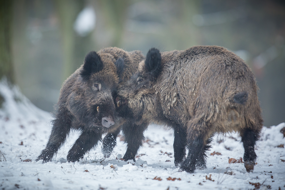 Schwarzwild Keiler Kampf