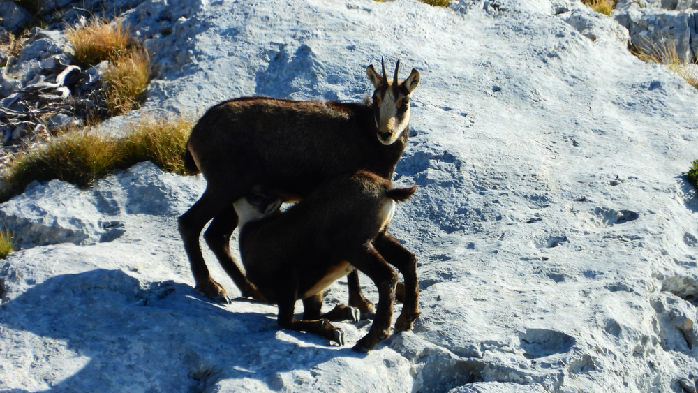 Gamsgeiß und -kitz beim Säugen