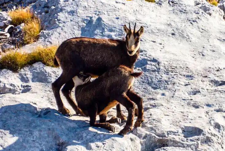 Gamsgeiß säugt Kitz