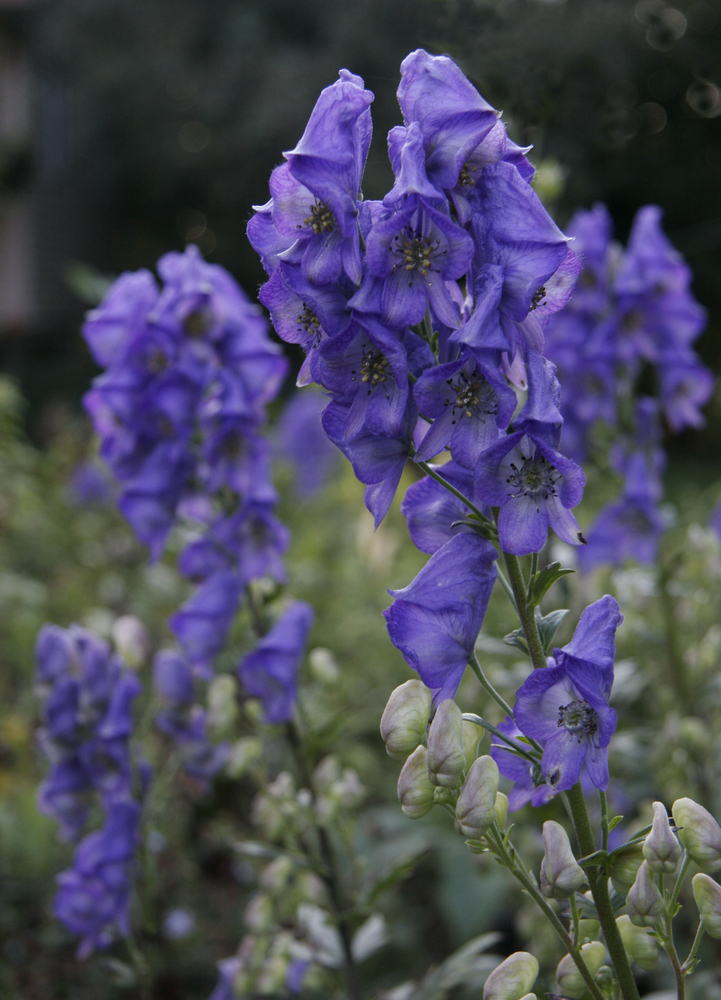 Blauer Eisenhut