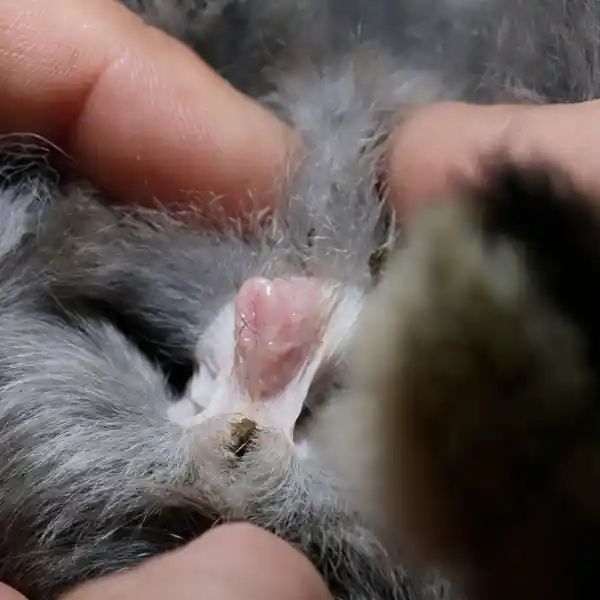 Geschlechtsteile einer Häsin (schlitzförmiger Spalt)