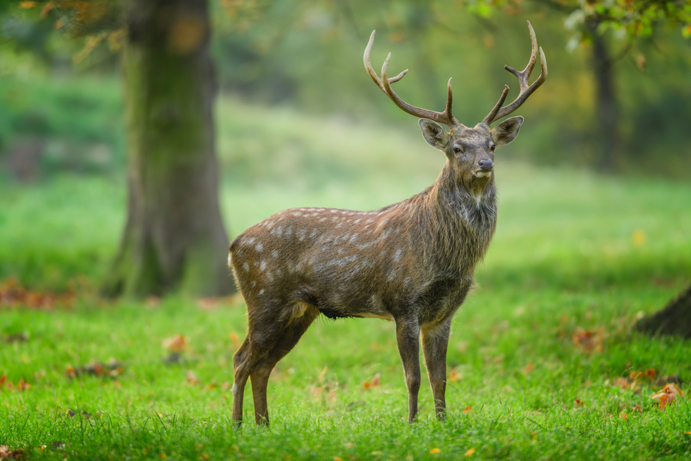 Sikahirsch