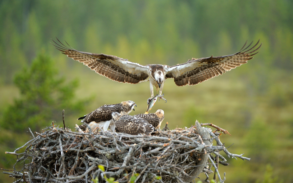 Fischadler Nest