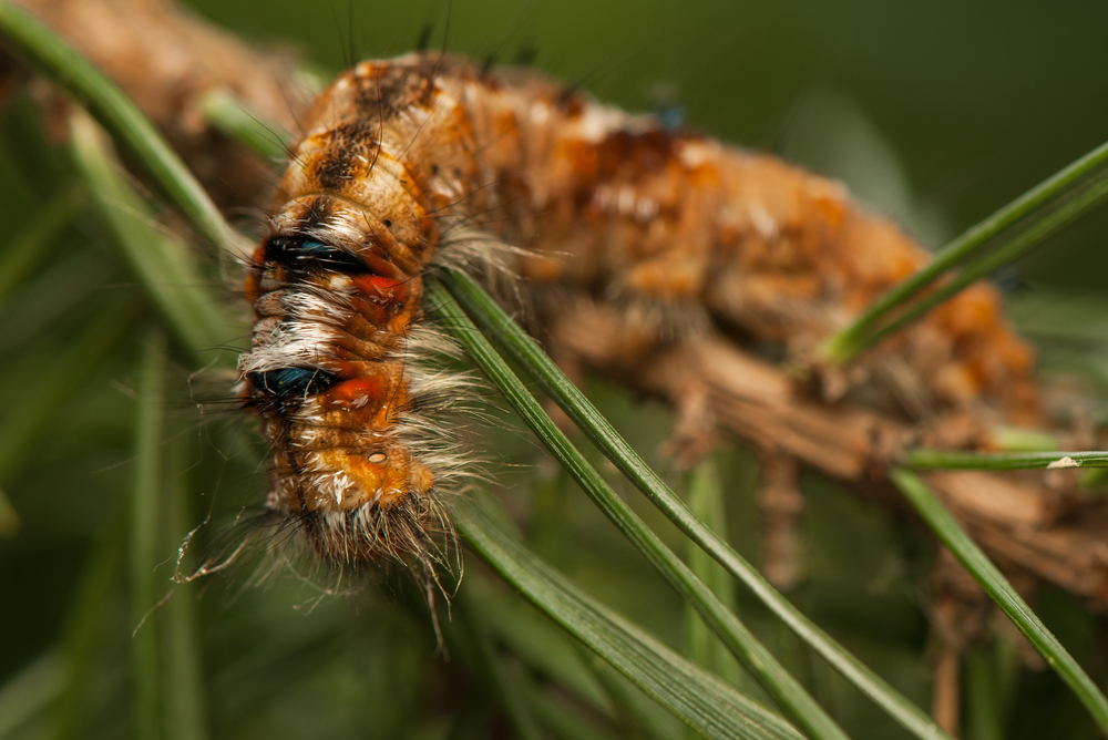 Kiefernspinnerraupe