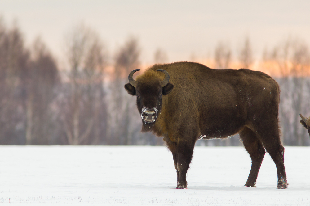 Bison 2