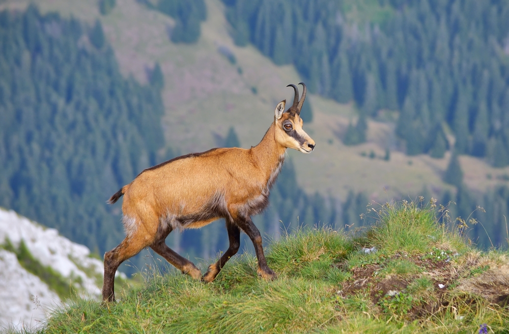 Gamsgeiß Sommerhaar