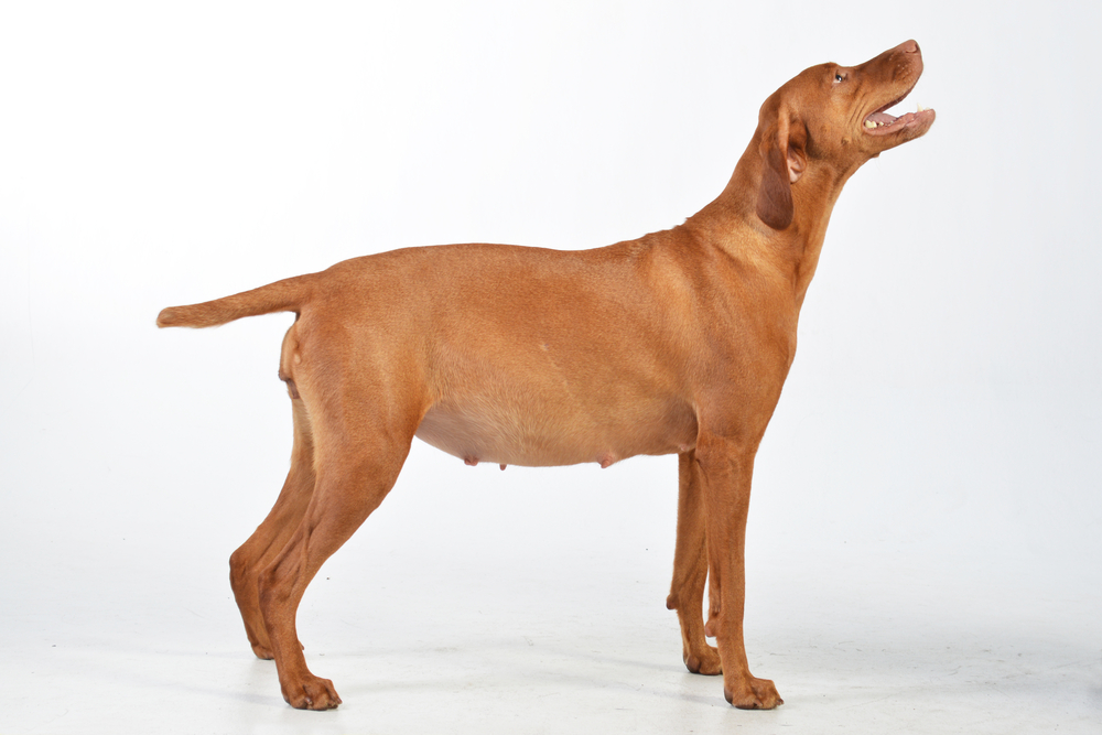 Trächtige Vizslahündin