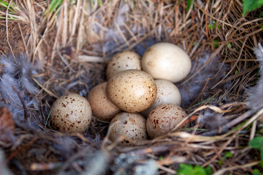 Auerwild Eier