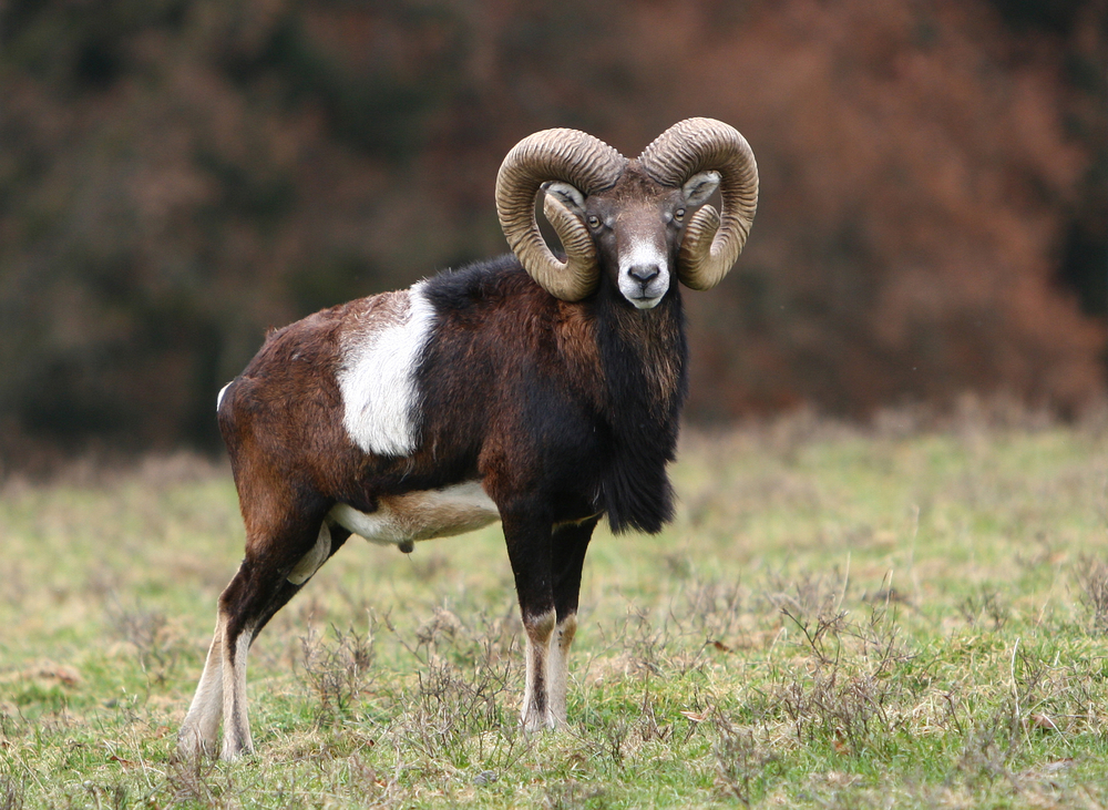 Muffelwidder mit nach innen gewachsenen Schneckenspitzen als Scheuerer