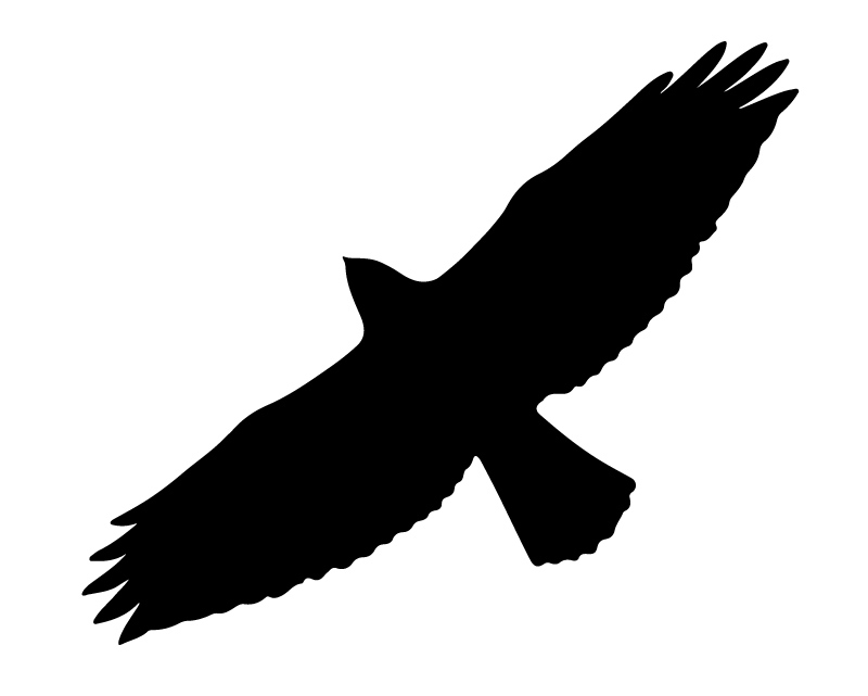 Flugbild Bussard