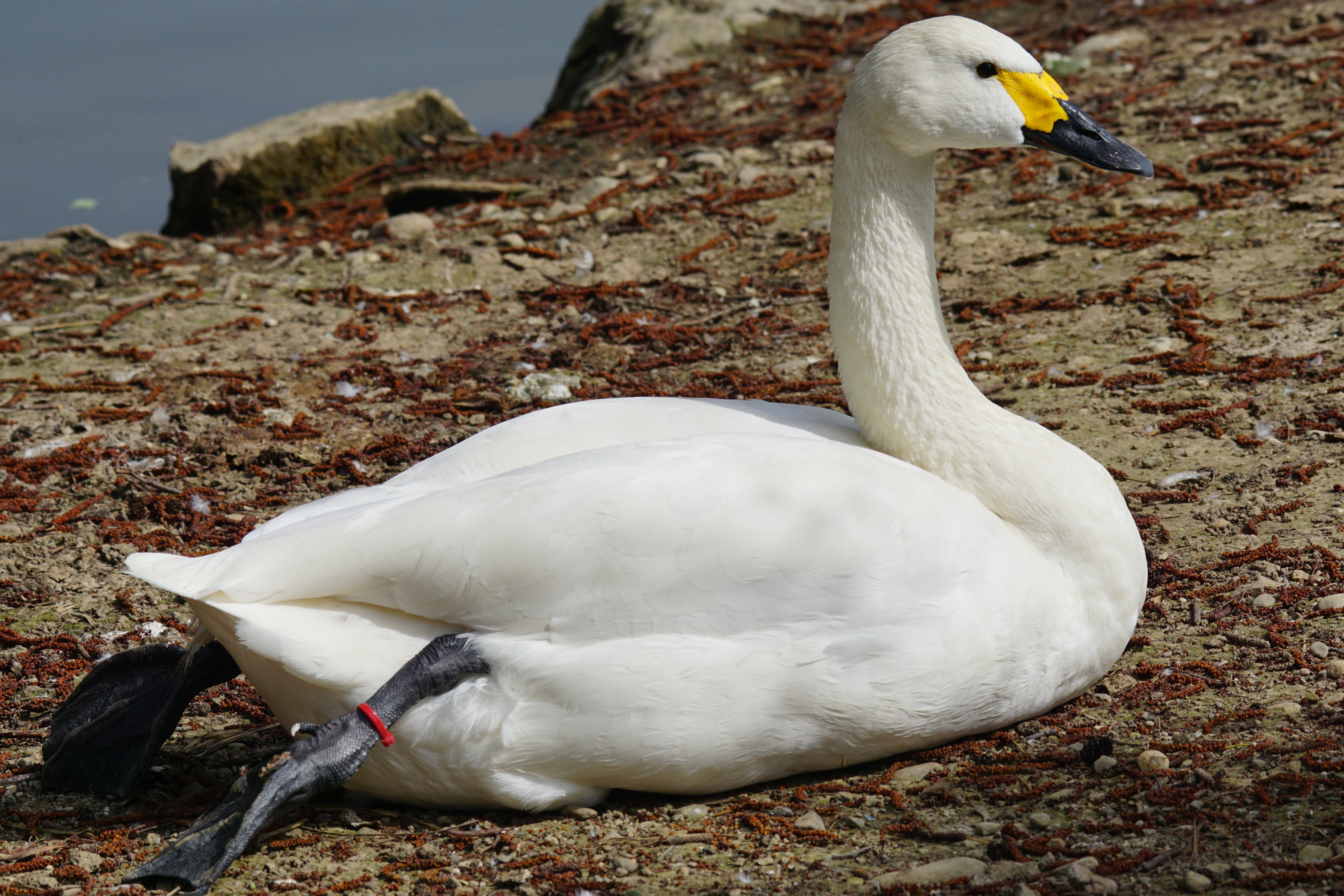 Zwergschwan