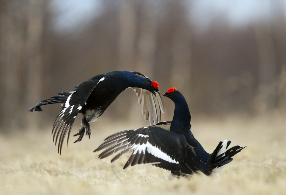 Birkwild Balzkampf