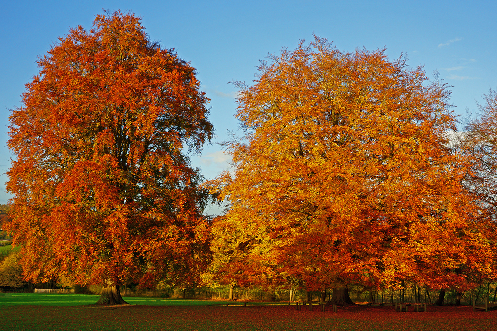 Rotbuchen im Herbst