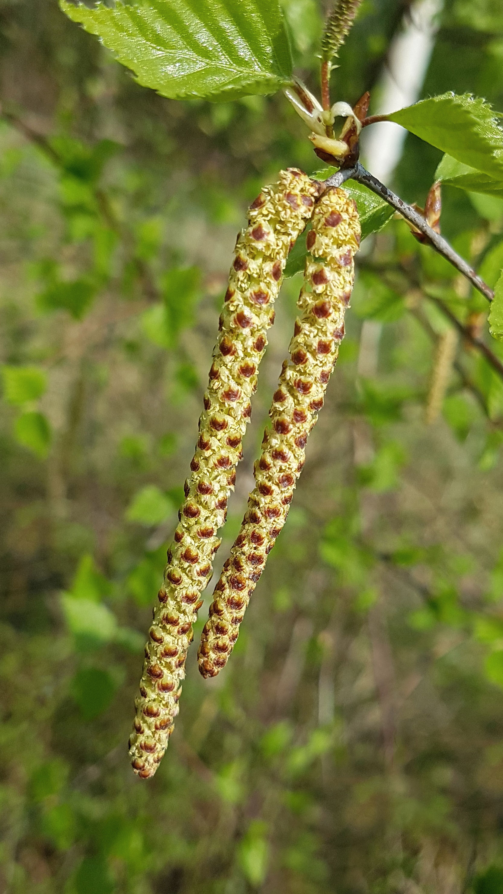 Blüten der Gemeinen Birke