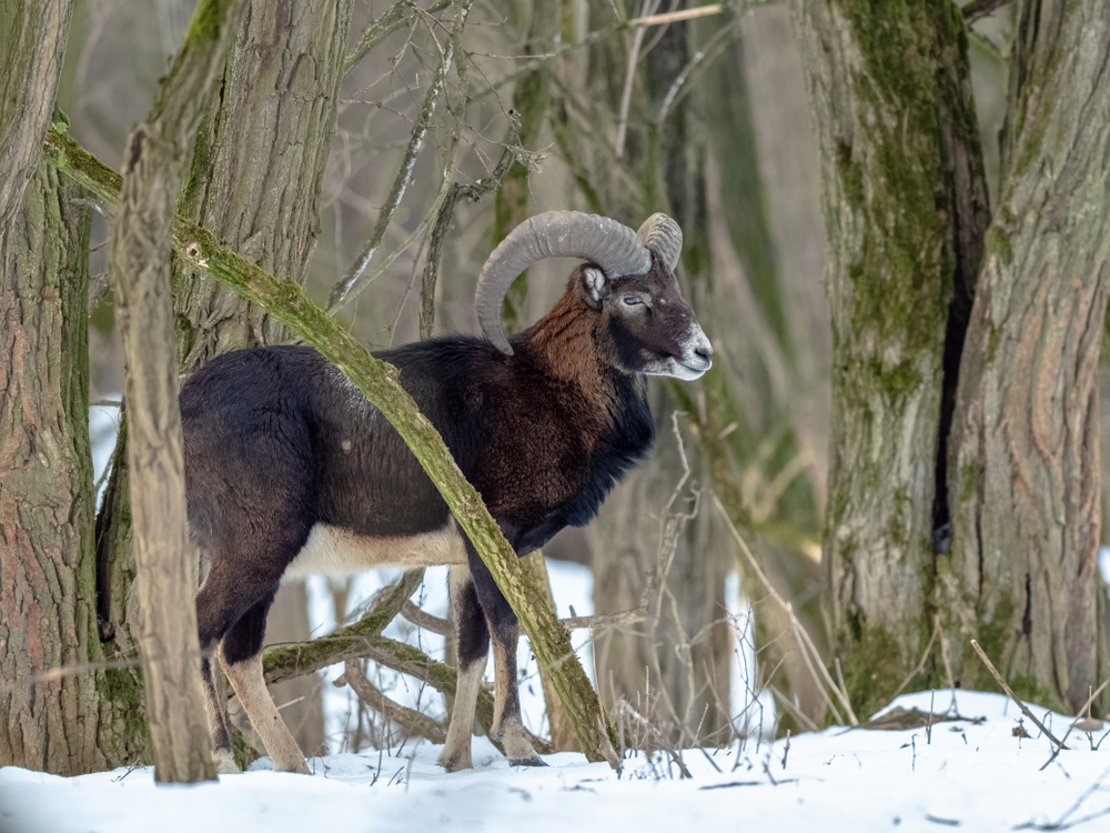 Mittelalter Muffelwidder