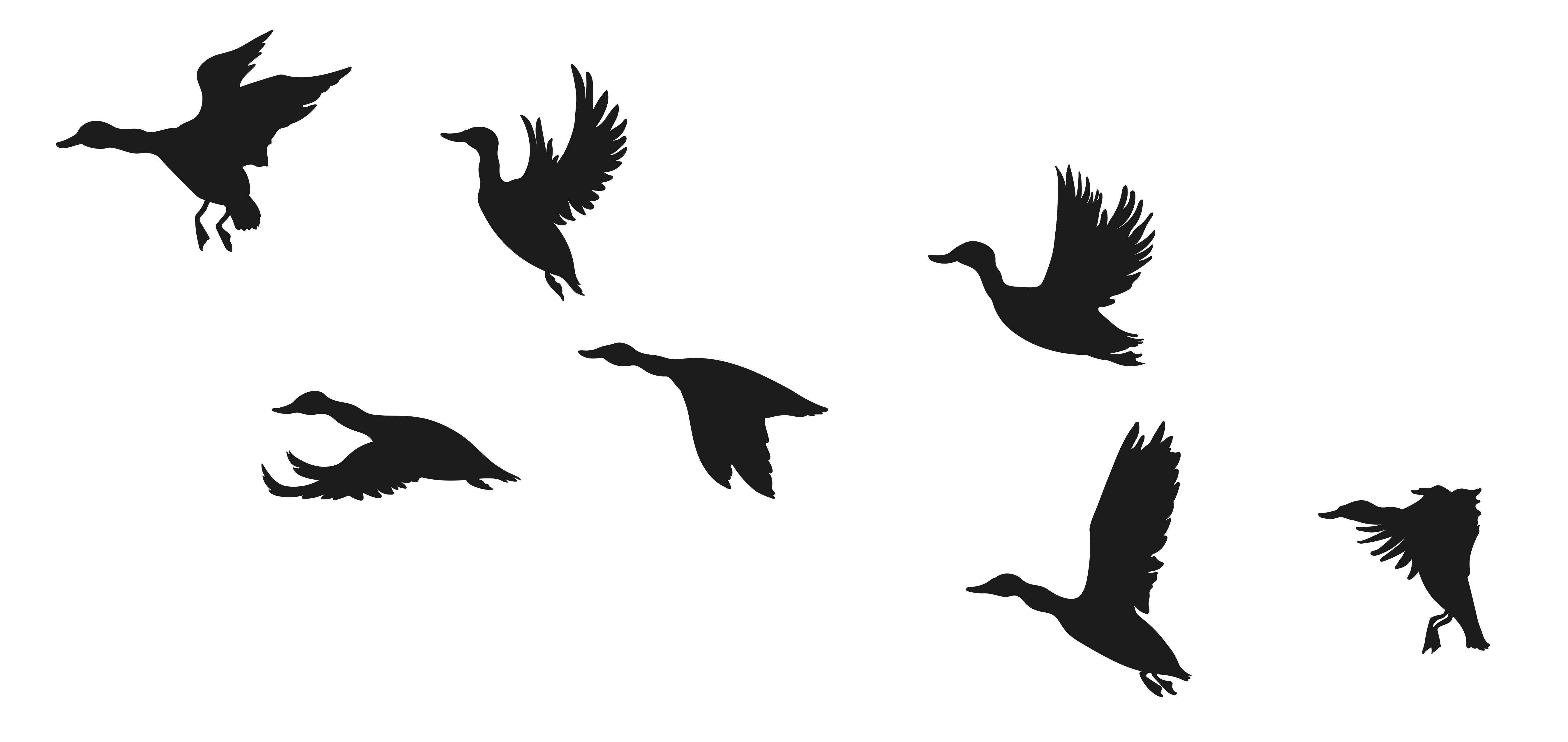 Flugbilder Ente