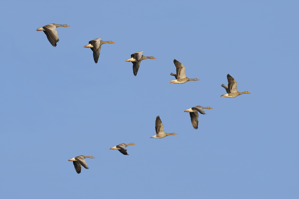 Gänse fliegen in V-Formation