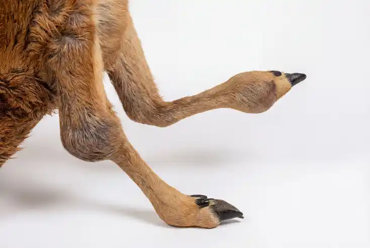 Gelenkschwellungen als äuußerliches bedenkliches Merkmal