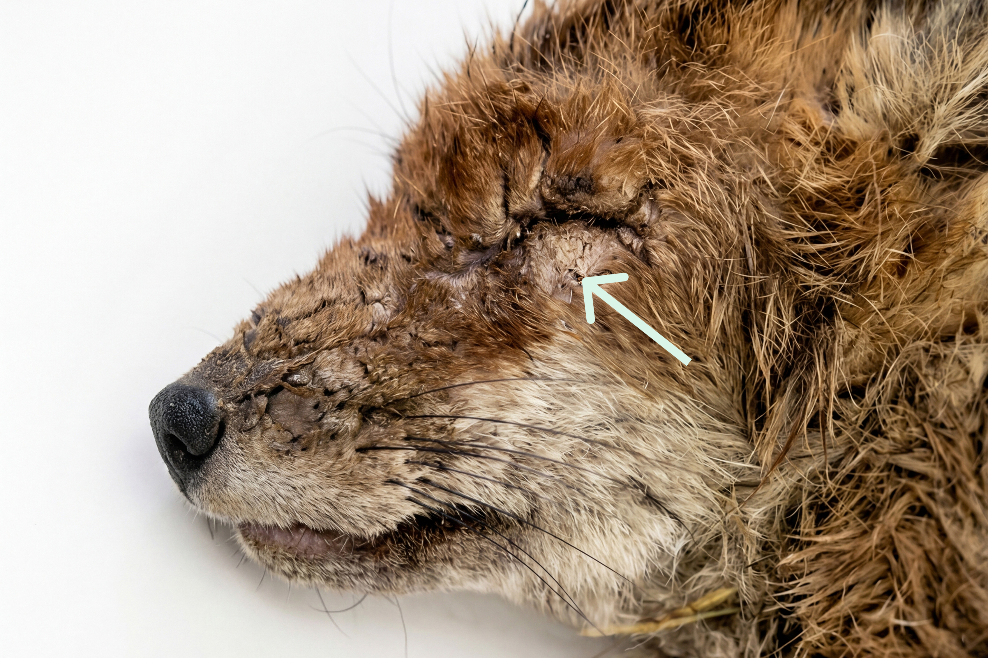 Mit Räude befallener Fuchs